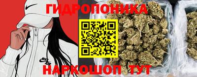 шишки Новодвинск